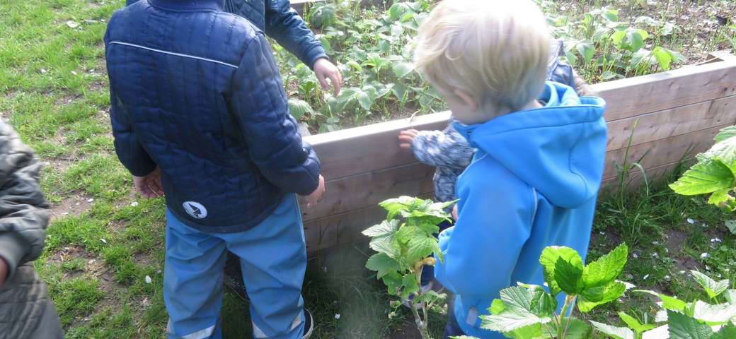 Børn ordener plantekasser